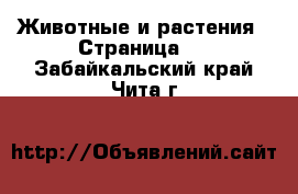  Животные и растения - Страница 7 . Забайкальский край,Чита г.